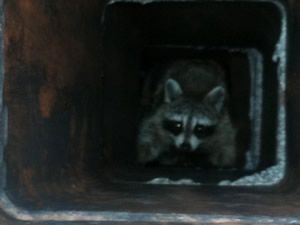Cover your chimney to keep out raccoons